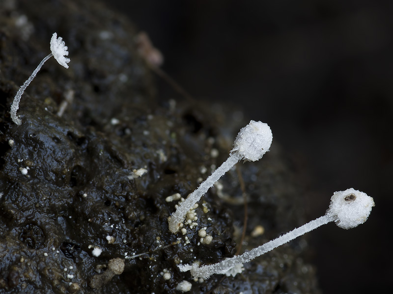 Coprinopsis stercorea